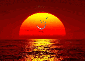 Rising Sun and Flying Gulls