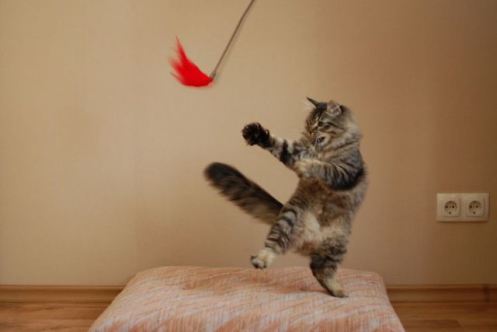 karate-cat1.jpg