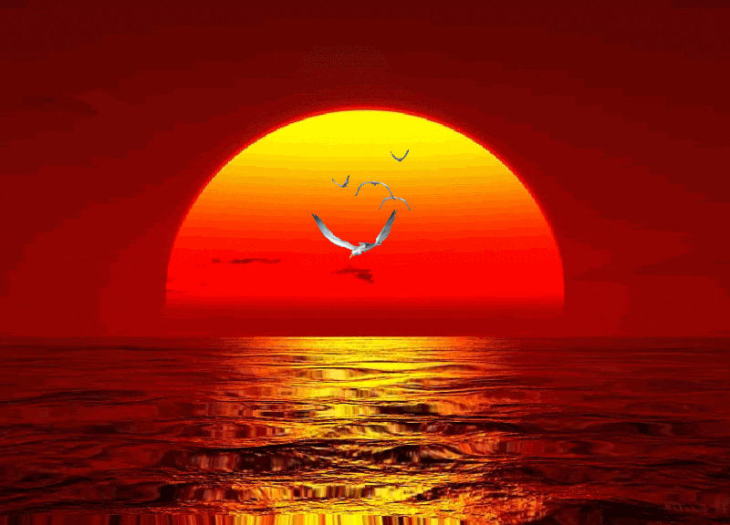 rising-sun-and-flying-gulls.gif