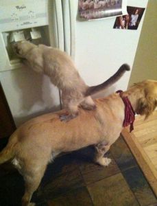 cat-drinking-water-on-top-of-a-dog[1]