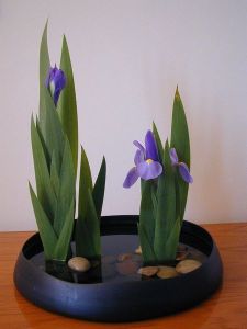 ikebana-exotic-irises-from-google-images[1]