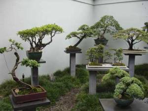 japanese-bonsai-garden[1]